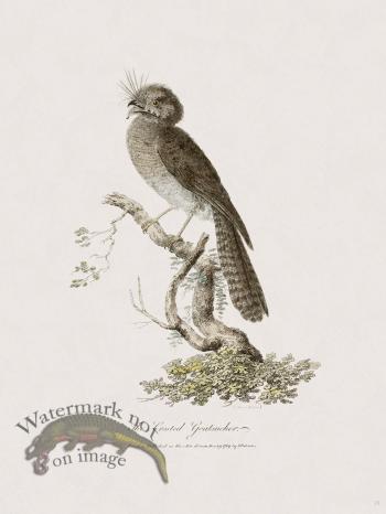 29 New Holland Caffowary